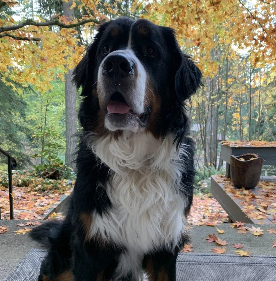 Odin, Nicole's Bernese mountain dog